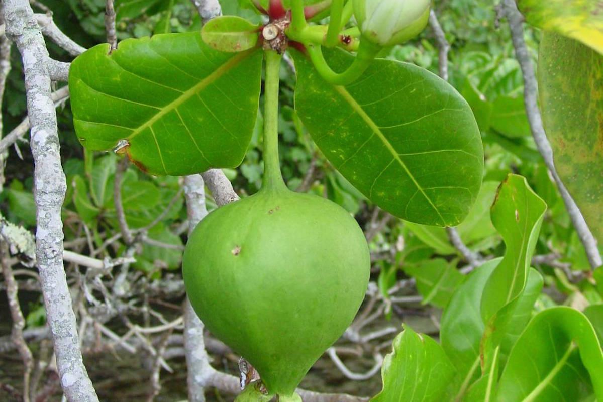 Fishpoison tree Tetiaroa Society